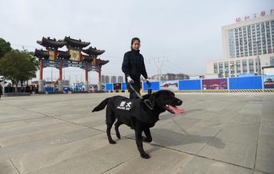 李思思訓(xùn)練工作犬